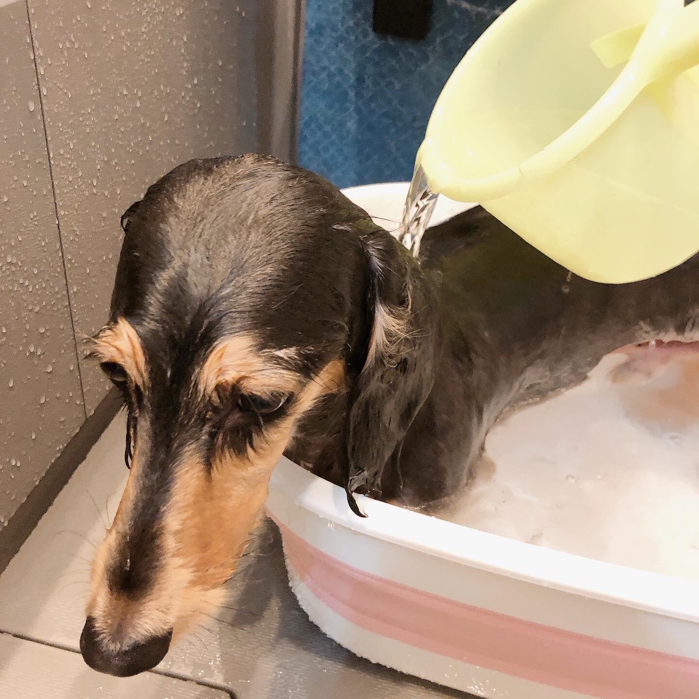 出勤トリミング プチ レノン そして二件目も碧南市 ミニチュアダックスのしんのすけくん すんごい元気だけどお風呂はおとなしかった 笑 お耳サラフワ トリミングサロン トリミング 出張トリミング サマーカット ミニチュア ダックス