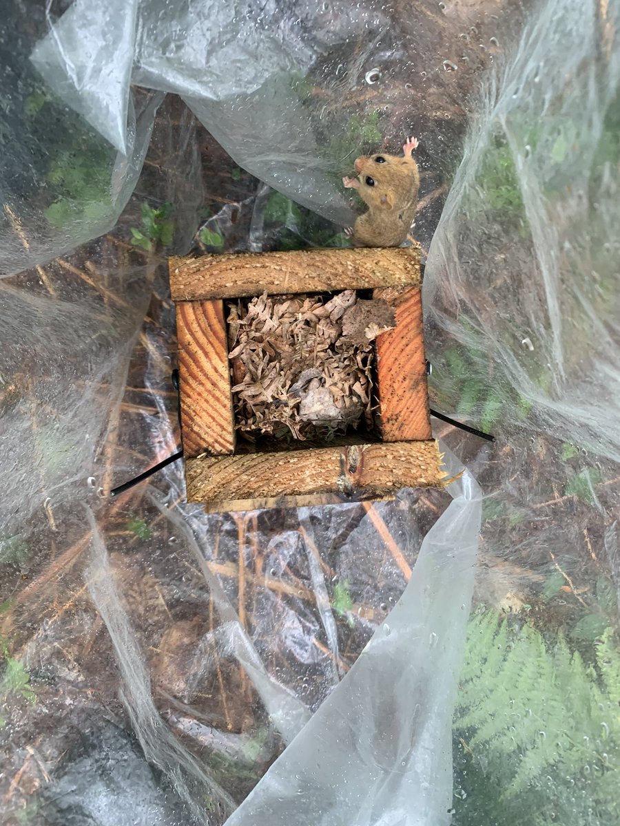 Matt Collis tweet media