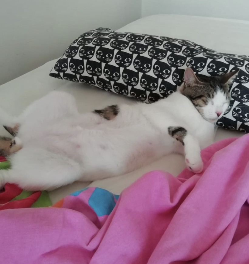 Yoldaşımız bugün kısırlaştırıldı. Tedavimizde son 2 haftadayız ve kredi kartlarımız ağzına kadar dolu. 😓 Ne olur elinizden geldiğince bu çocuğa yardım edin, onu bu ölümcül hastalıktan sonunda kurtardık diyebilelim...🙏🏼
petevin.com/fip-hastasi-as…