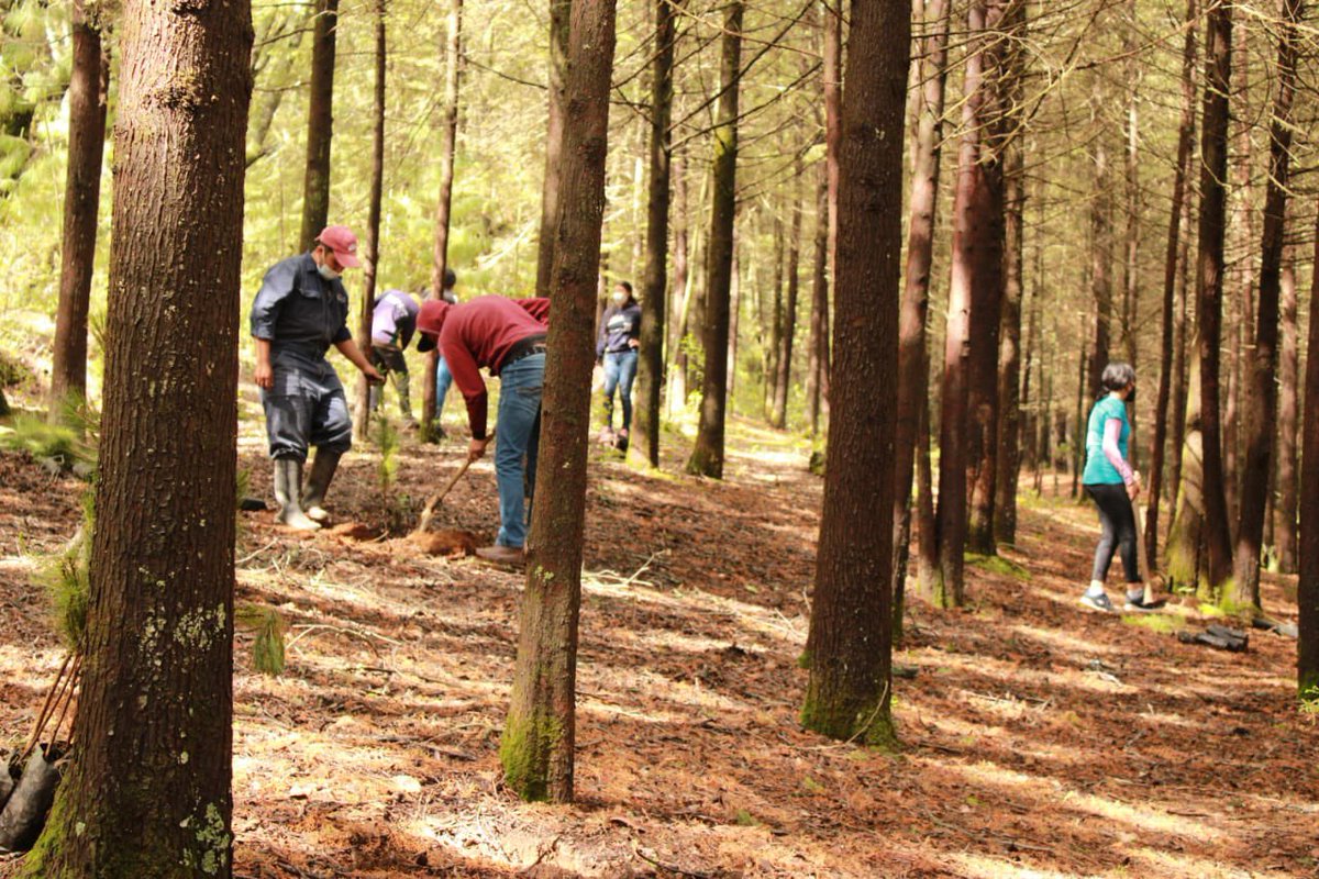 Lety_Zepeda's tweet photo. 📌Hoy iniciamos el día con la Jornada de Reforestación en la Comunidad de San Felipe Coamango, agradezco a todos los vecinos que se sumaron a esta gran actividad en beneficio de nuestro #ChapaDeMota.
¡Cuidemos el medio ambiente, juntos #SigamosProgresando! 🌲🇲🇽✅ https://t.co/trOcZfzzsa