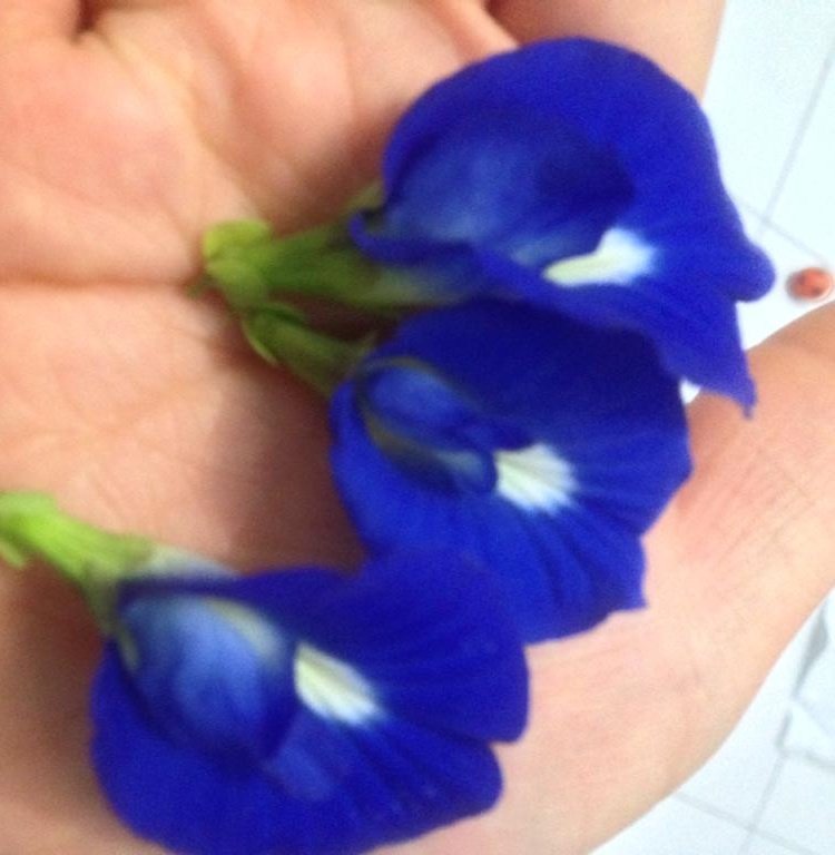 Empower_ID's tweet photo. Manfaat bunga telang ( clitoria ternatea)
#terapiherbal
#naturehealth
https://t.co/fncWfLdGSp https://t.co/S7Gl4Scy9k