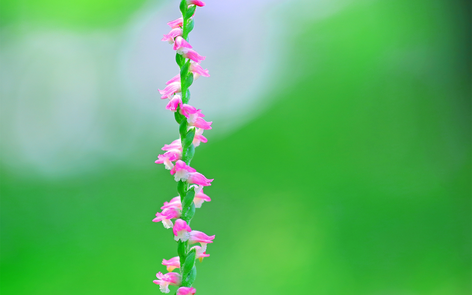 تويتر 暦生活 こよみせいかつ على تويتر 身近な植物の 奥深いお話 きっと もっと好きになれると思います ネジバナの花言葉は 思慕 花茎に花の列が寄り添う姿から生まれました ネジバナ 今日の読み物 T Co Mtzloxqnri T Co