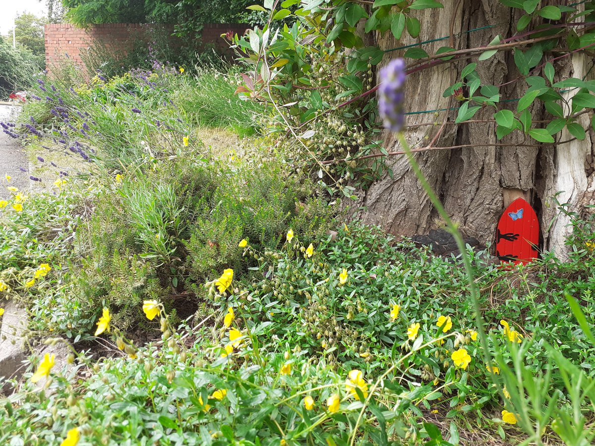 HOWInBloomers's tweet image. A bit "will we? Won't we?" for our plot this morning. But 🌧 held off so we did. Forgot a 'before' photo, but we made a difference 🌺🌹🌱! Loved seeing so many 🐞 larvae.
@HalesOwenWI2016 @HalesowenBloom @HalesowenBID @HOEInBloom @RHSBloom