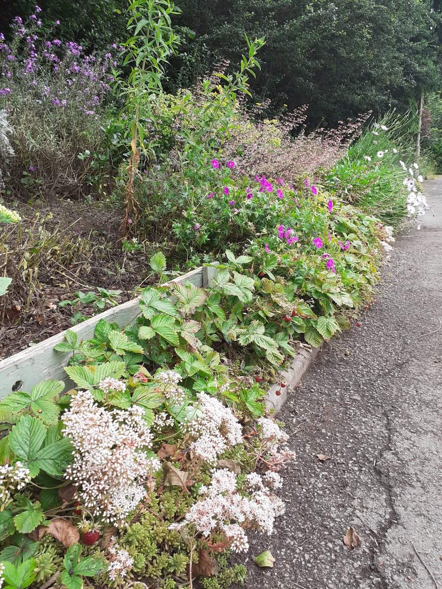 HOWInBloomers's tweet image. A bit "will we? Won't we?" for our plot this morning. But 🌧 held off so we did. Forgot a 'before' photo, but we made a difference 🌺🌹🌱! Loved seeing so many 🐞 larvae.
@HalesOwenWI2016 @HalesowenBloom @HalesowenBID @HOEInBloom @RHSBloom