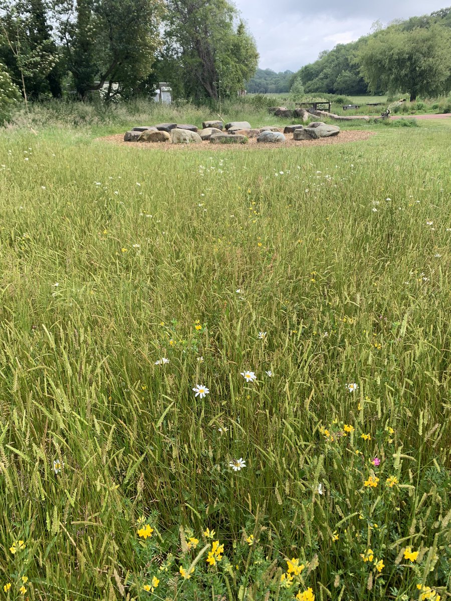 #Valemeadows #NationalMeadowDay two of my favourite meadows at Porthkerry Country Park! Getting better every year! Looking forward to new conservation grazing!