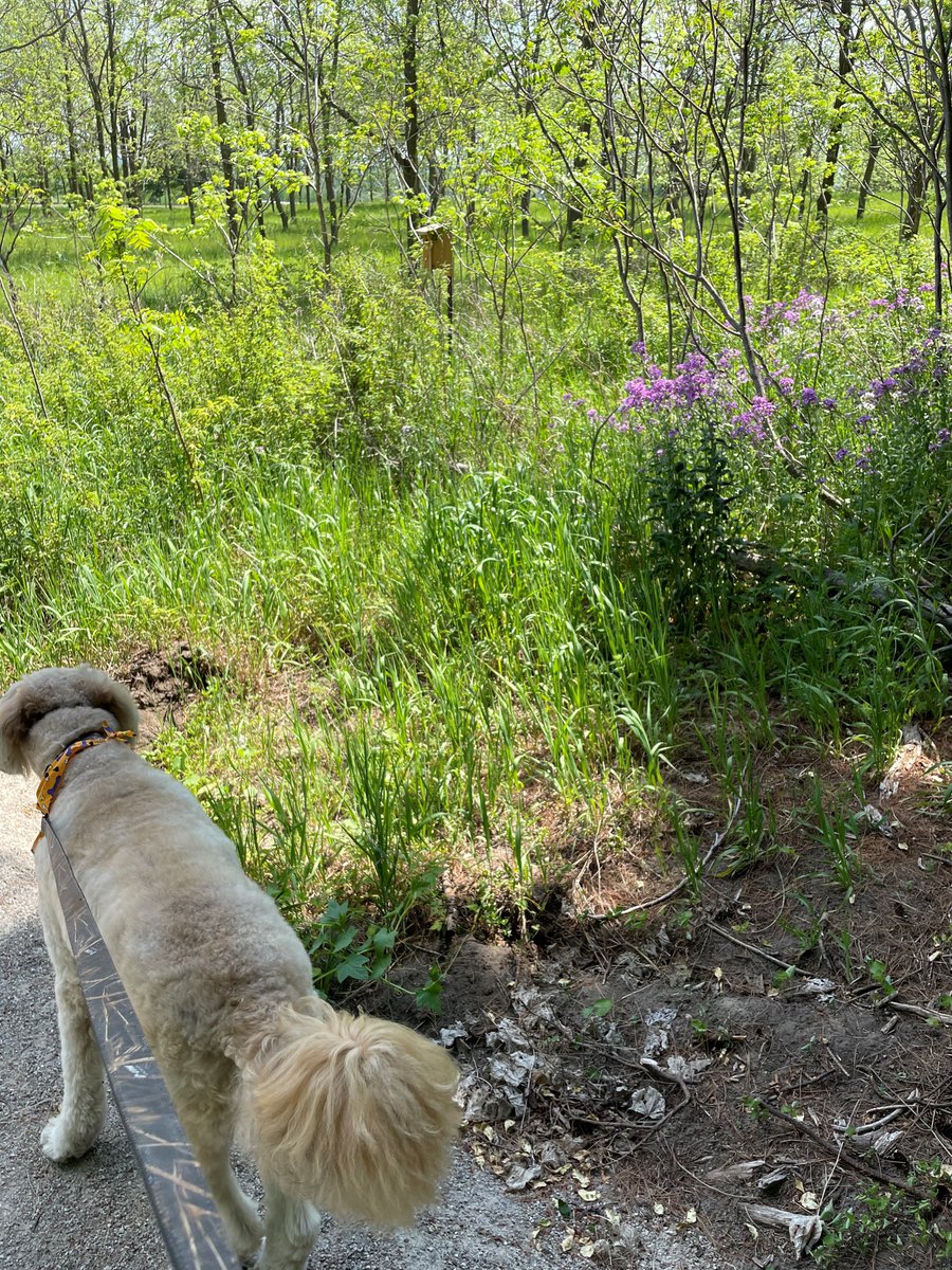 AdventureGuide_'s tweet image. Took a hike with my furry companion at Baden Hills! 🐕🐾 An easy yet amazing hike with @merrelloutside Moab MID Waterproof Footwear. 
.
.
.
#merrellcanada #merrell #badenhills