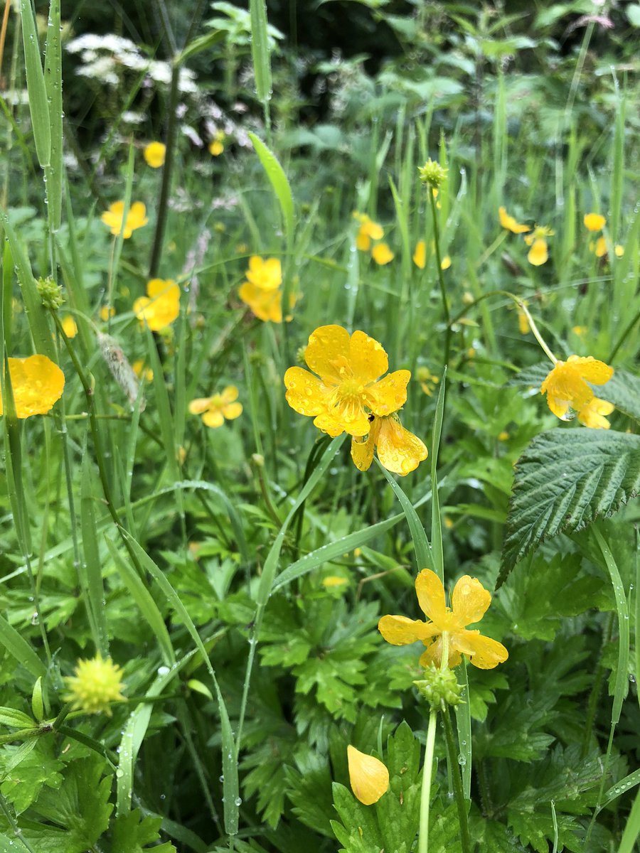CloseMeadow's tweet photo. Even with the rain this morning there is still lots to spot on #cloverclose @CoronationMdows @Love_plants @DrTrevorDines @JennyHPlantlife @joshual951 #NationalMeadowsday https://t.co/yCRPsFcQza