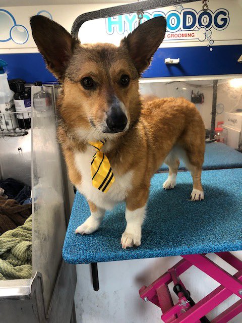 Hydrodogusa's tweet photo. Check out this Corgi that was groomed by @Hydrodogusa this week as part of our partnership with @FOXTV and @HouseBrokenFOX. Enter to win your free groom/wash at https://t.co/T4CeezGE2w. https://t.co/PSp4qE0lVF