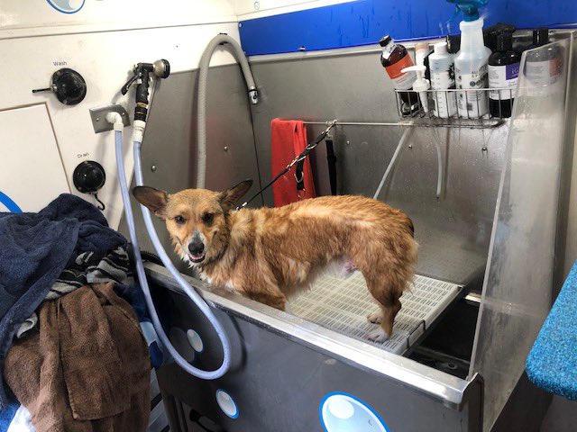 Hydrodogusa's tweet photo. Check out this Corgi that was groomed by @Hydrodogusa this week as part of our partnership with @FOXTV and @HouseBrokenFOX. Enter to win your free groom/wash at https://t.co/T4CeezGE2w. https://t.co/PSp4qE0lVF
