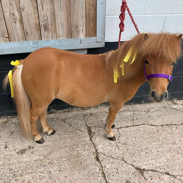 CatsMissing's tweet photo. 🆘#FindIsla🆘MAKE #TooHotTooHandle🆘
🚨Vanished from #Winsford #Cheshire #CW7
⚠️32 Inch Chestnut Miniature #Shetland #Pony
⚠️Mare therapy pony Isla last seen in her stable with her best friend Bella who is distraught
⚠️All yard gates are shut‼️
FB➡️https://t.co/NO8cy9pJi9 https://t.co/WDqTTottbf
