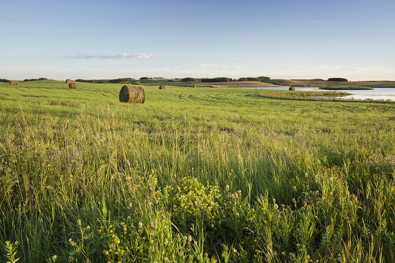 Ducks Unlimited Sask (@DUCSask) / X