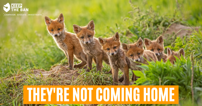 Protect the Wild tweet media