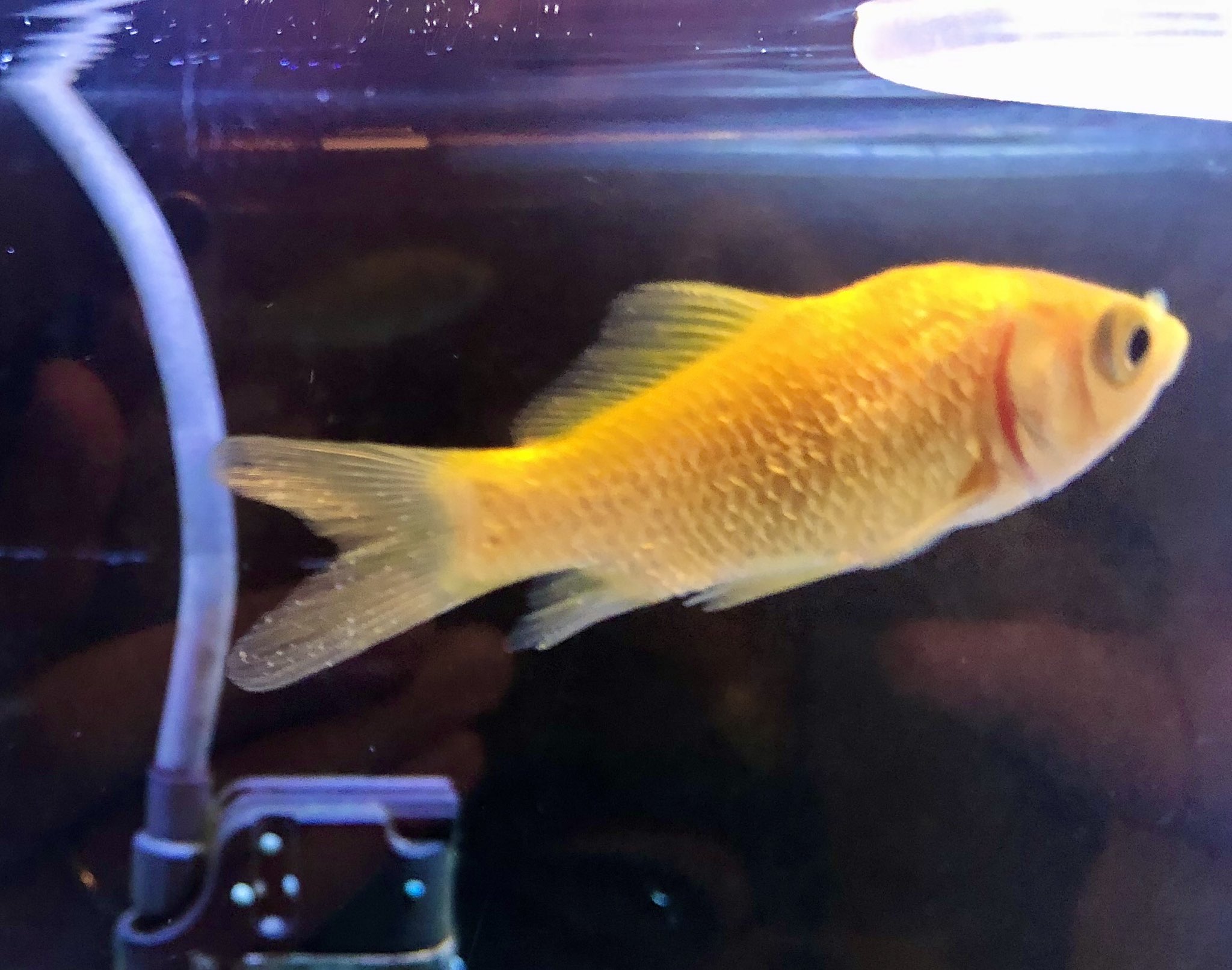 金魚太郎 Dvdhupxcubtitic Twitter