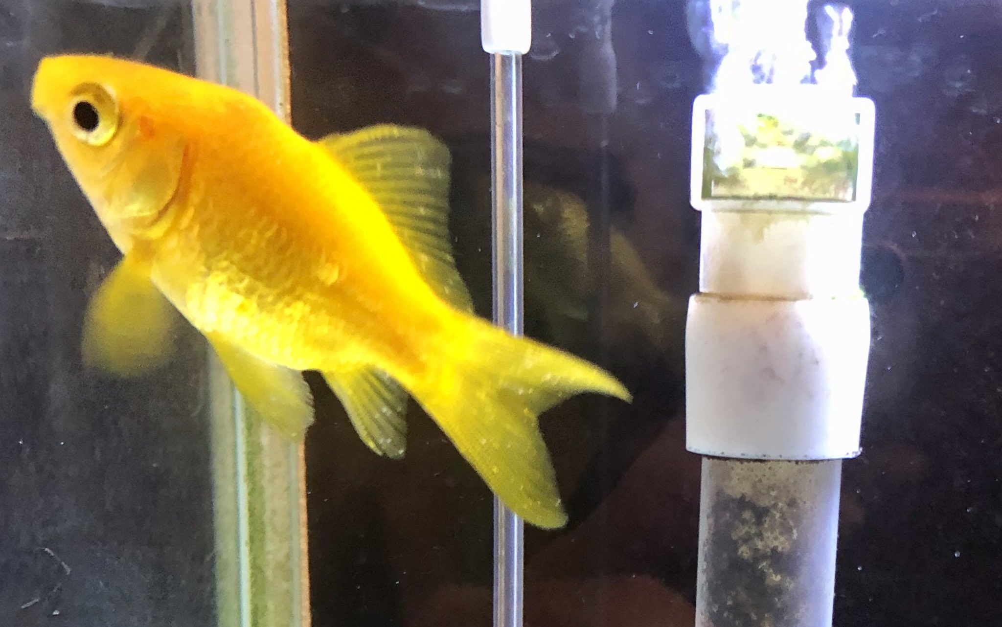 金魚太郎 Dvdhupxcubtitic Twitter