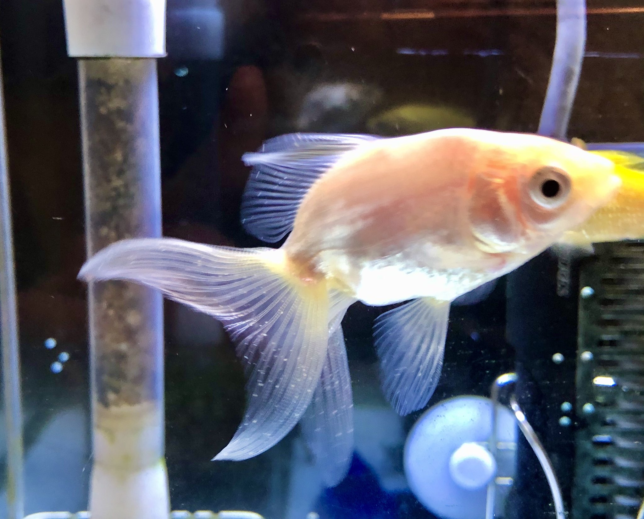 金魚太郎 出張から帰って来ました んっ 水槽を覗いたら これは 白点病 ウエサマ 蘭鋳 がお供も連れて来てしまったようで 本水槽丸ごと薬浴決定 使うお薬はアグデンです 常備薬 久しぶりに白点病の治療をします 金魚 白点病 アグデン