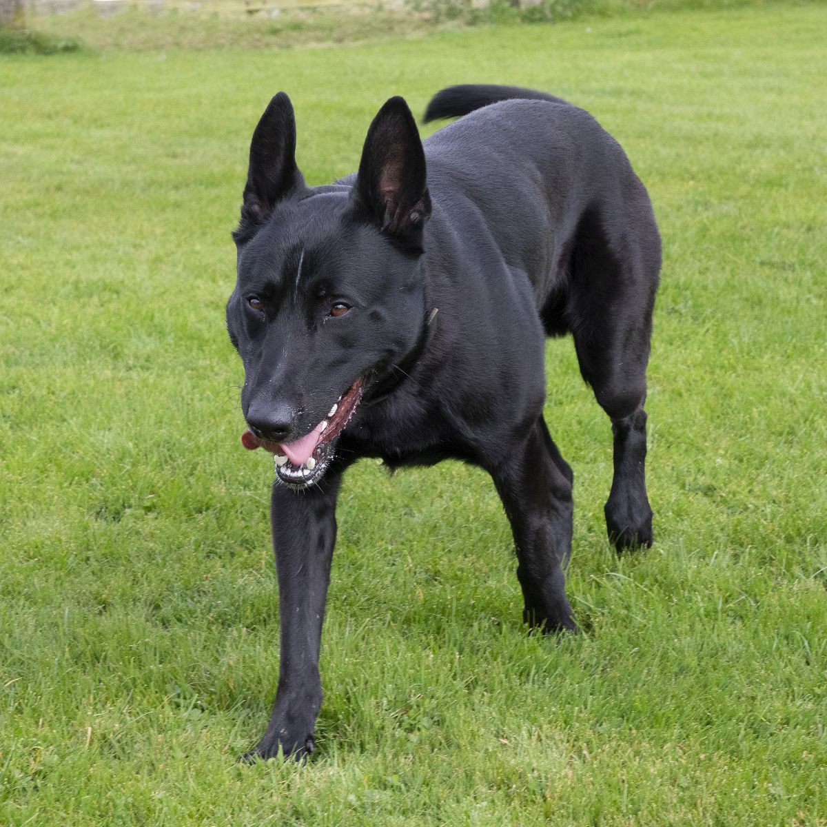 WMPDogs's tweet image. Another great day for PD Buzz, starting with an arrest of a drink driver and after a lenthy search, he later located a male hiding in bushes who had committed a knife point robbery! Good boy Buzz 👍🏻👌