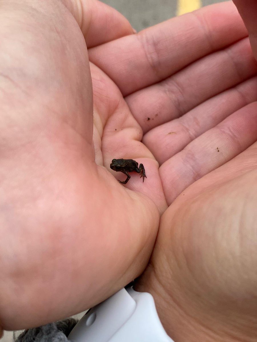 MissWorbey's tweet photo. Found a brand new baby ribbet on the playground @UptonMeadows 🐸 @MissMeylerPE https://t.co/9IbjwNvbkG
