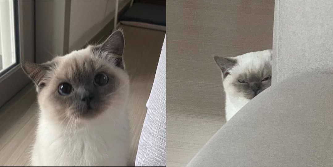 i can be your angle,, or yuor devil