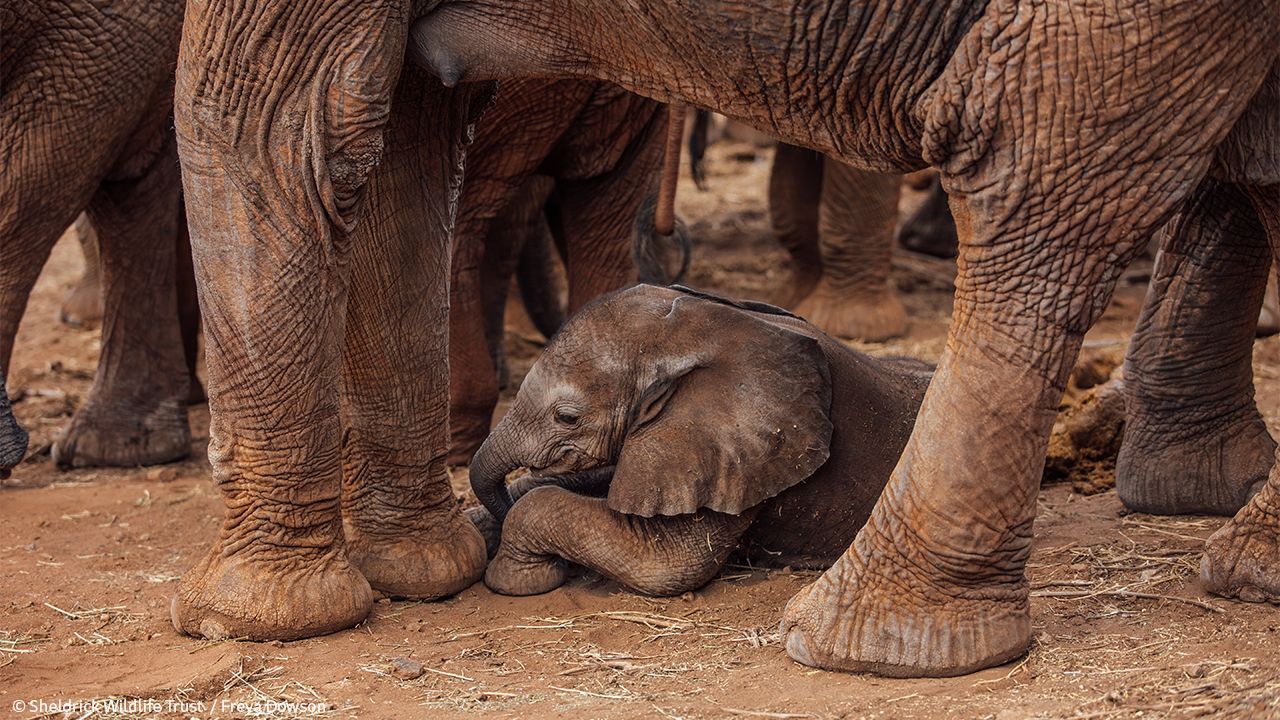 Sheldrick Wildlife Trust on X: "Just like human babies, elephant calves need lots of naps throughout the day. As they snooze, the herd forms a protective circle ensuring the most vulnerable family