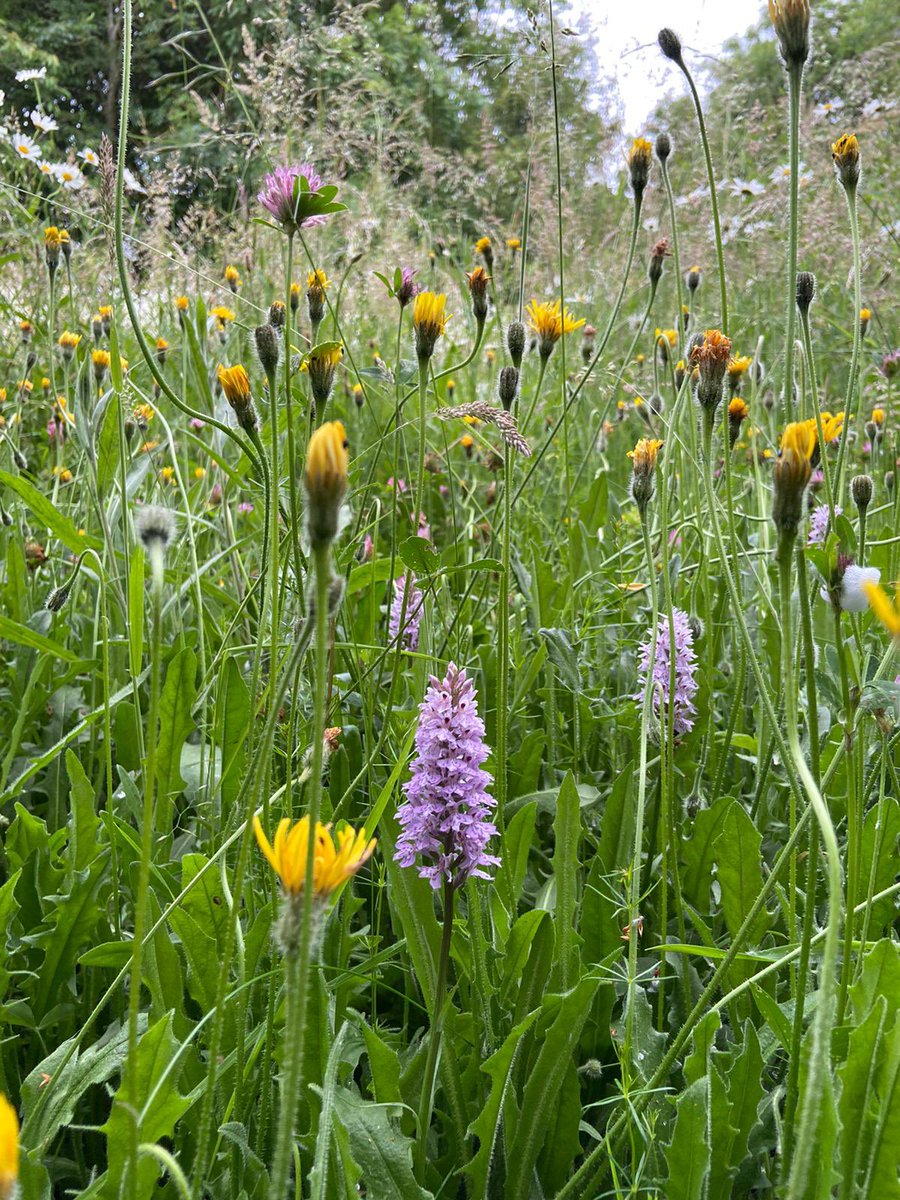 #NationalMeadowsDay just beautiful - these are in a little corner of a farmer’s field near me
