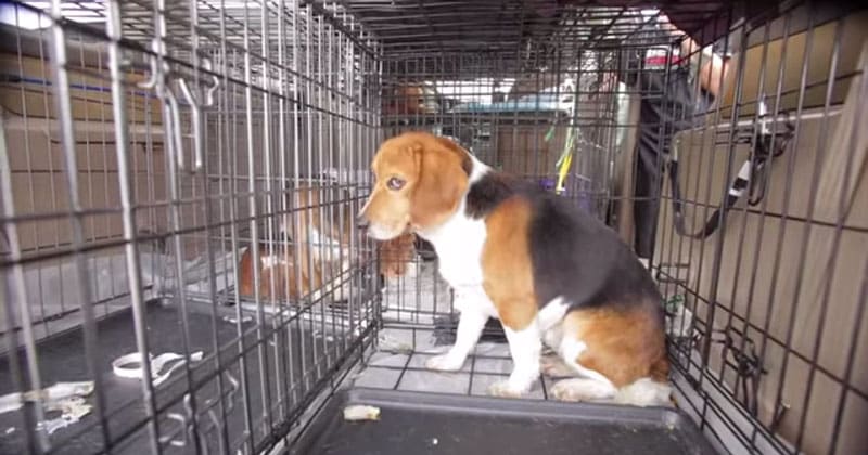 AdoptionsUk's tweet photo. Experiments are being done on Beagles today in Cambridgeshire #England 
You can help them. Click on this link enter your postcode and an email will be sent to your MP asking him/her to help end this torture
ENTER POSTCODE👇✍️
https://t.co/M5ZF6QnQ8F
INFO
https://t.co/Pdhx9LkZfw… https://t.co/qB7ZI0HQcp