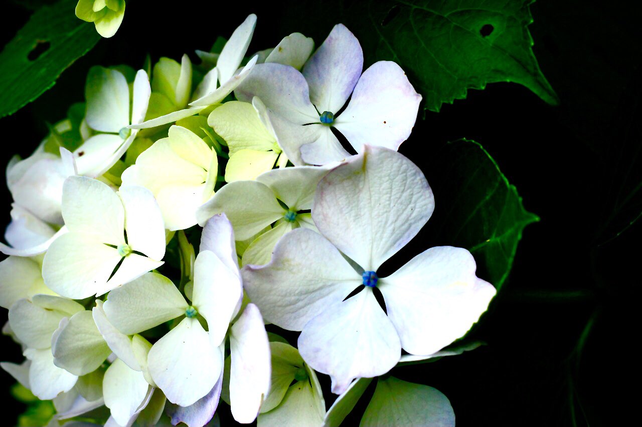 磯部良和 على تويتر 白い紫陽花の花言葉は 寛容 美しい無垢な世界観の中に吸い込まれそうになる あまりにも純粋で透き通る世界の中にいる 怖いくらいに存在する 私も世界の中で寛容でありたい 紫陽花 あじさい キリトリセカイ 写真好きな人と繋がり