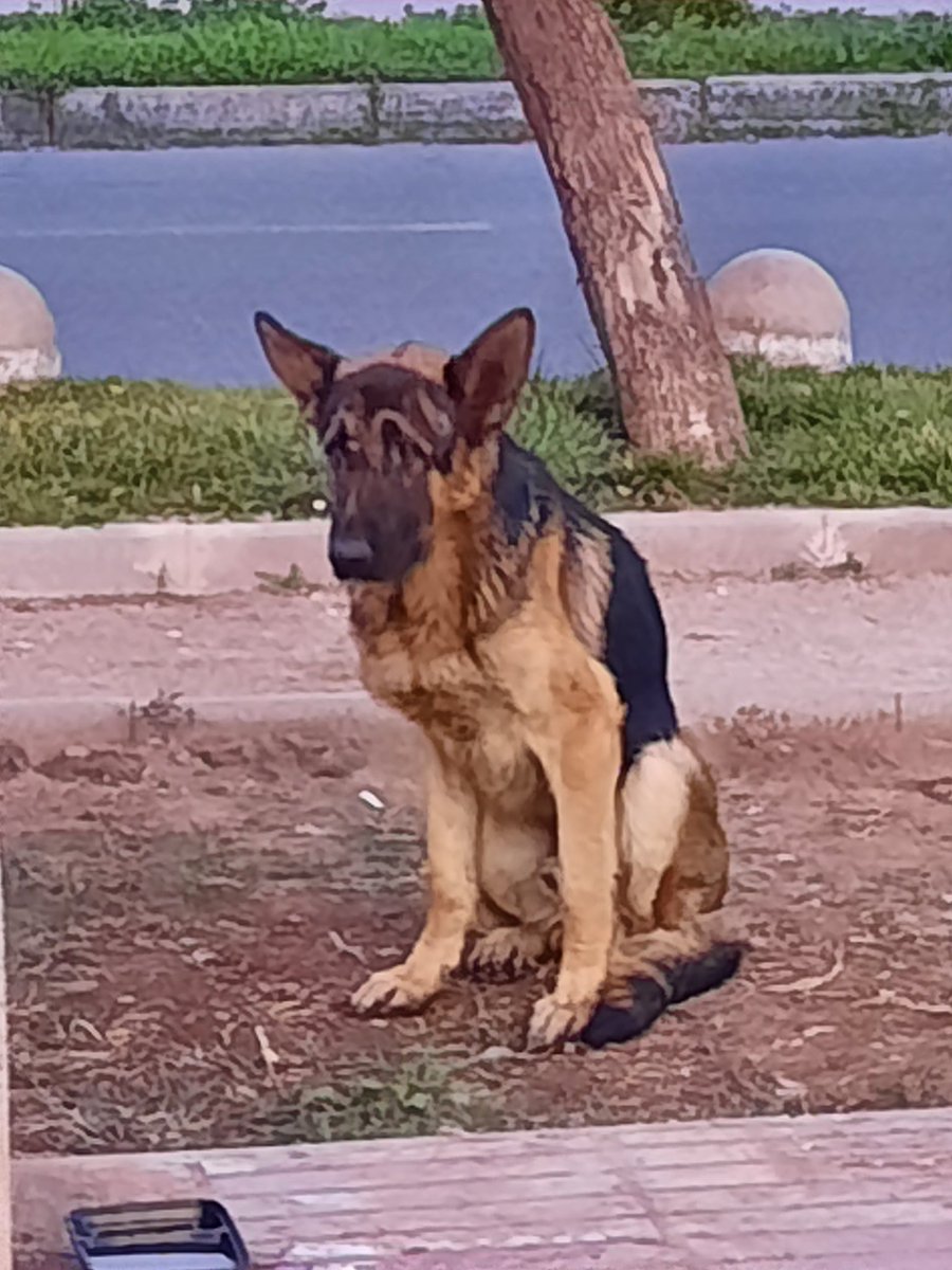 jorgefuentescr1's tweet photo. Este perrito anda perdido sector estadio monumental ,av colo colo con marathon ,en el parque https://t.co/4QeNC0FsPs