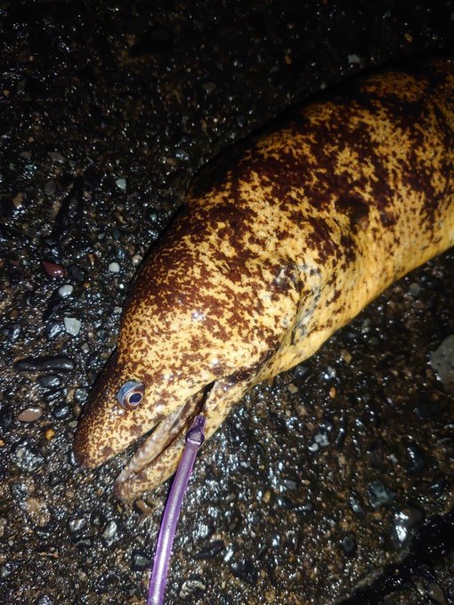 ウツボの釣り方をマスターしよう 仕掛けや釣れる場所 時期は キャンパーズ