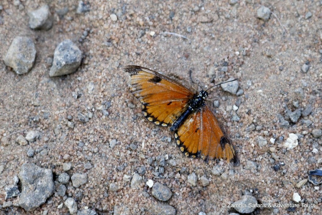 Zamsato's tweet photo. Small Orange Acraea / Acraea eponina
#butterfly #backyardsafari #backyard #smallorangeacraea #acraeaeponina #Livingstone #canonphotography #eos750d #infocus #attentiontodetail #seezambia #exploremore #discoverzambia #amazingwildlife #insects #butterflyphoto https://t.co/bTR9PaDEaN