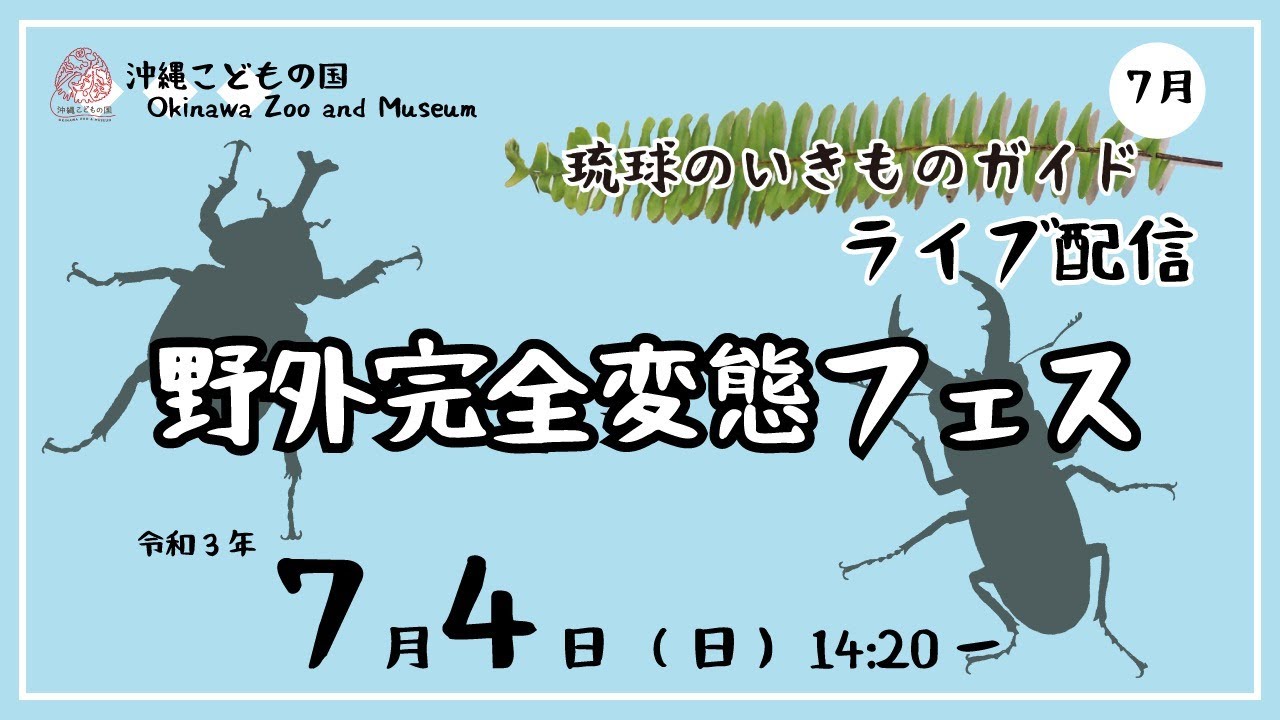 沖縄こどもの国 Okinawa Zoo Museum 公式 Sur Twitter 本日のyoutubeライブは 琉球のいきものガイド 野外完全変態フェス 沖縄は梅雨明け これから夏本番 夏に野外でフェスする生き物 そのなかの完全変態の虫 たちを中心に紹介します あの大人気の虫も