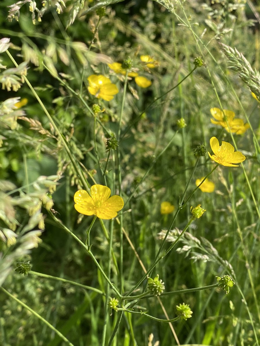 seaparkin's tweet photo. #Meadowsday Patch of annual flowers for bees sown on poor bare soil in sunny spot, watered They are now bringing joy to my mum & me when I visit Our long grass had buttercups, clover & the grasses are flowering 🧐 #wildermatlock #NoMowMay #meadows #30dayswild #bees #derbyshire https://t.co/HxeJxllSPz