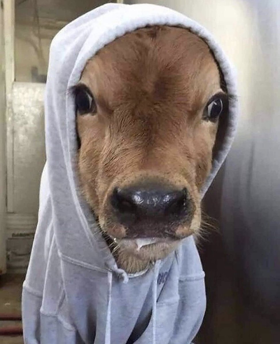 Cow tweet media