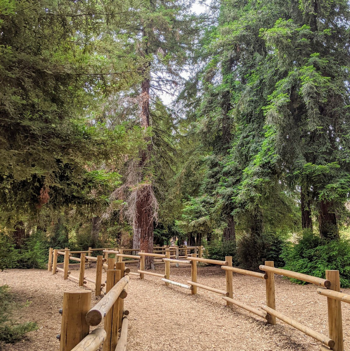 There's no need to drive to Northern California when you can visit a redwood grove right here in SoCal!

Learn all about this hike in our book 100 Things to Do in Orange County Before You Die. orangecounty100.com