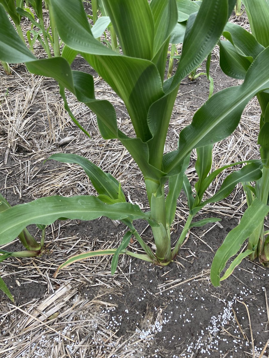 It’s clouding over so I’m spoon feeding some of my pale coloured strip-tilled sweet corn. With the wrong #%** nutrient! Can you tell?