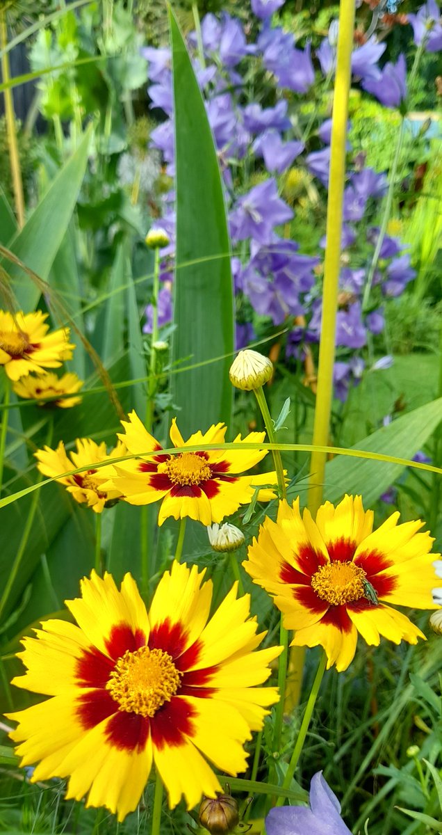 KevinJButton's tweet photo. July in the garden.
A beer sitting in the garden this evening. Still going through a 4 pack that I was given to me by my son on father's day. #drinkinginmoderation #GardenersWorld https://t.co/pONcTpso4U