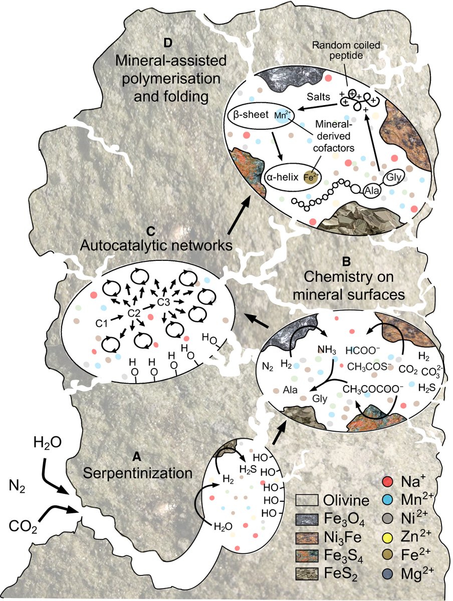 FEBS_Letters's tweet image. ▪The ambivalent role of water at the #OriginsofLife ▪
How was hydrolysis regulated in prebiotic settings?

📝William Martin &amp;amp; colleagues @HHU_de 
 
➡ bit.ly/3qI7qtE

#FEBS2021 #molecularevolution #biochemistry
@UWBiochemistry @BiochemSoc @The_Biochemist @PrebioticChem