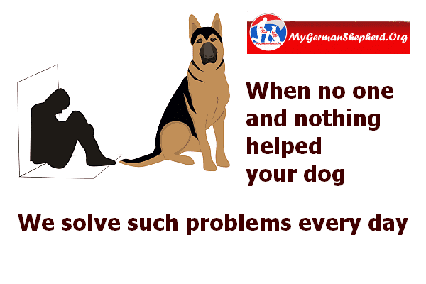 mygsdorg's tweet photo. When no-one and nothing helped your #dog => https://t.co/rDM89hwF5u https://t.co/zD7ZvFhK3Y
