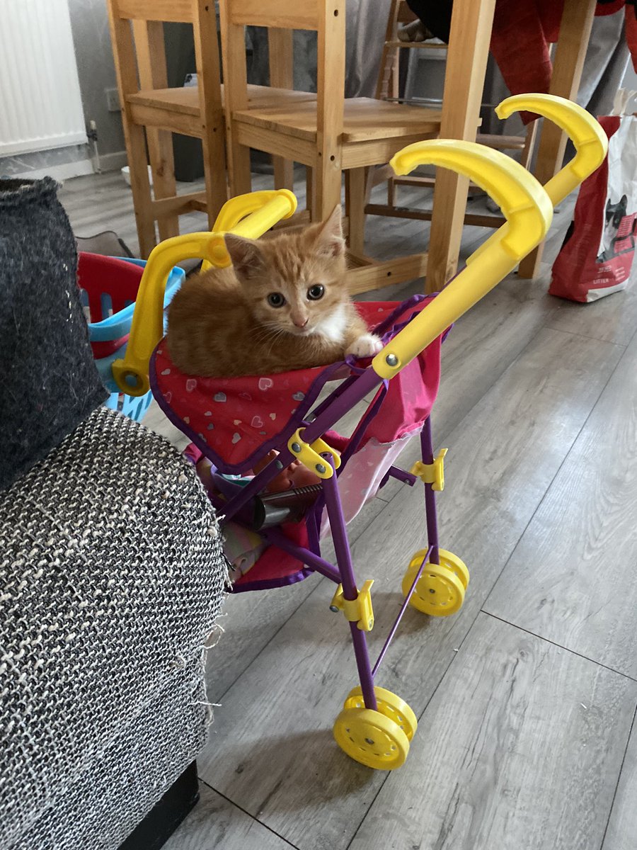 _BethR_x's tweet photo. @PaperCakes 🐱🐱🐱🐱🐱 https://t.co/HOyhH5KbMs