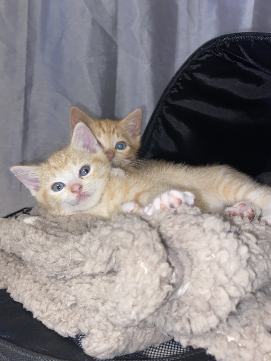 _BethR_x's tweet photo. @PaperCakes 🐱🐱🐱🐱🐱 https://t.co/HOyhH5KbMs