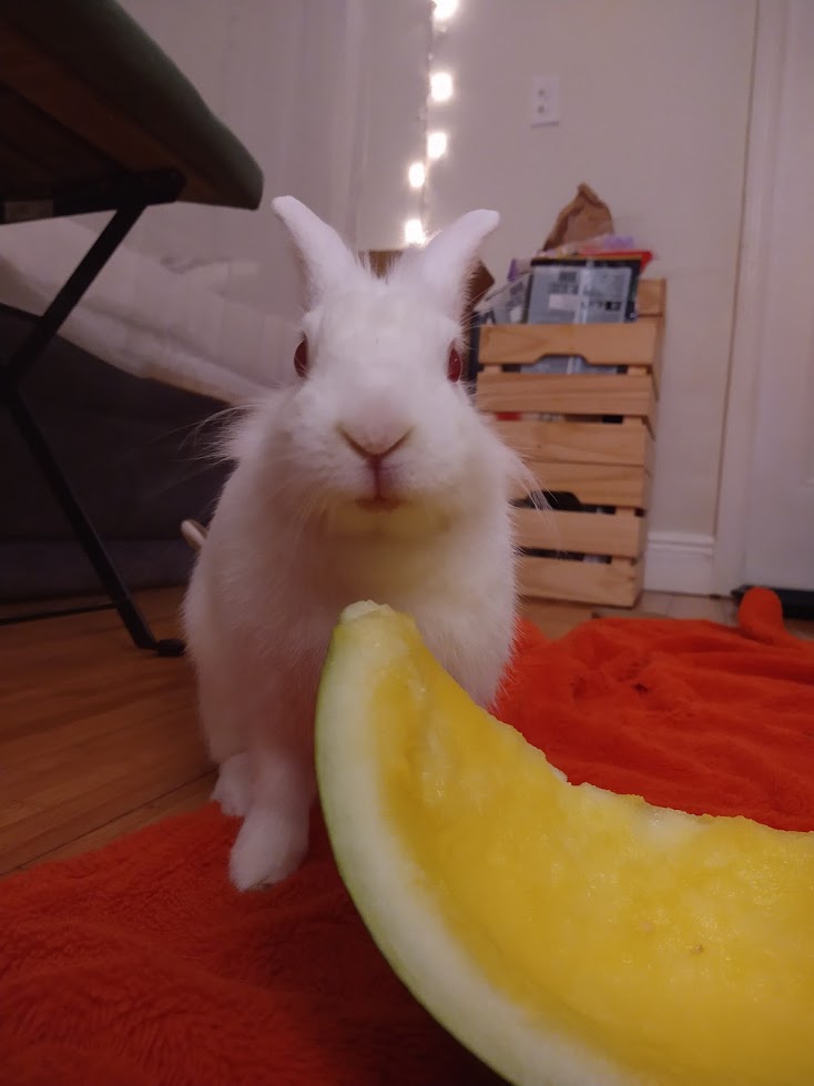 EveryBunnyBlog's tweet image. Stop scrolling✋🏼Quick vibe check😎