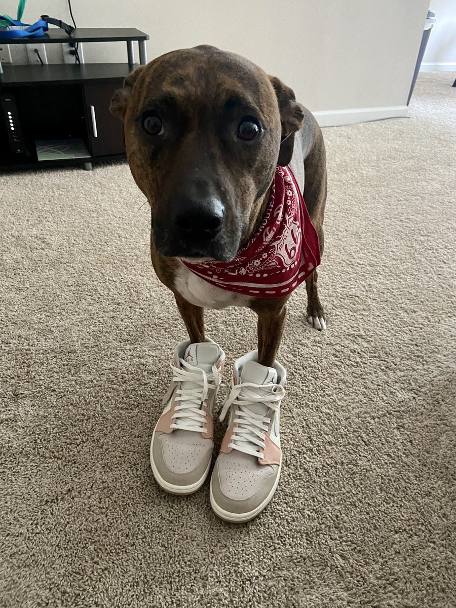 snkrd_eth's tweet photo. The real stepper in this house tho https://t.co/AIfz6WgEO1