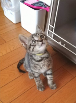 フレンドリーなゴロゴロっこキジ兄妹
奈良県 ♂ 生後1ヶ月 の"きじた &amp; きじの"ちゃんです。
 #猫 #ネコ #里親 #里親募集 #奈良県 #拡散希望 
詳細：neko-jirushi.com/foster/159210/
写真：