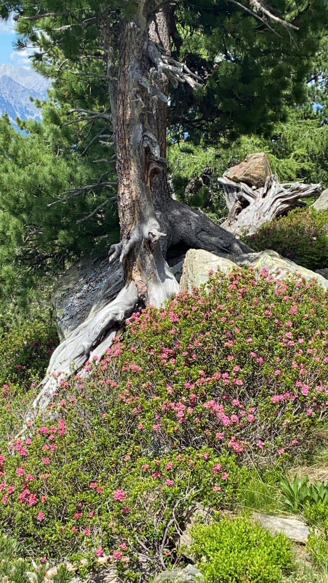 iamnilpferd's tweet photo. #Urlaub https://t.co/ALlrLNSH9f