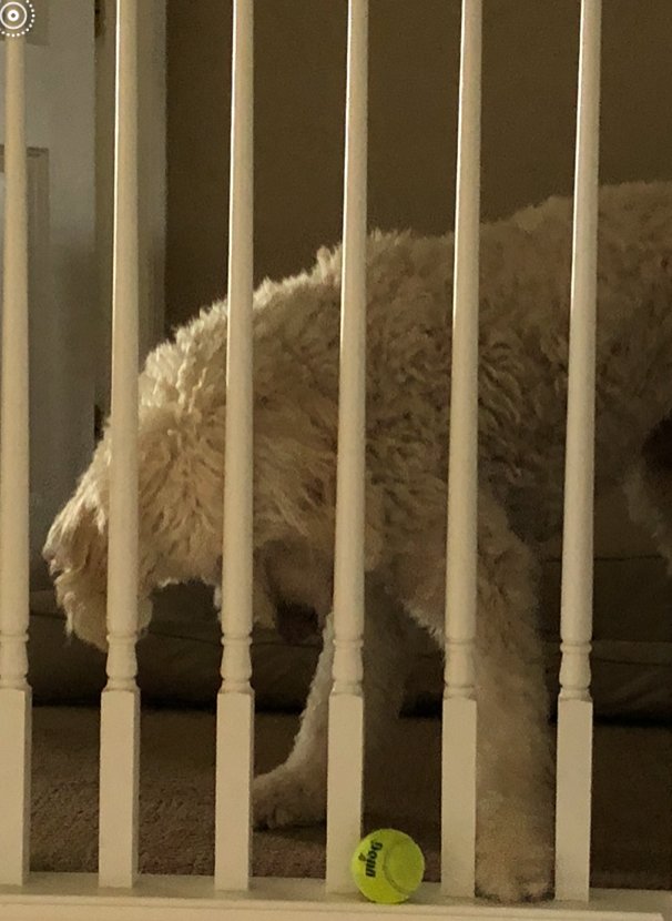 jamiemunro3's tweet photo. Goodbye Bailey, we will miss you! https://t.co/DnluEsGQ37