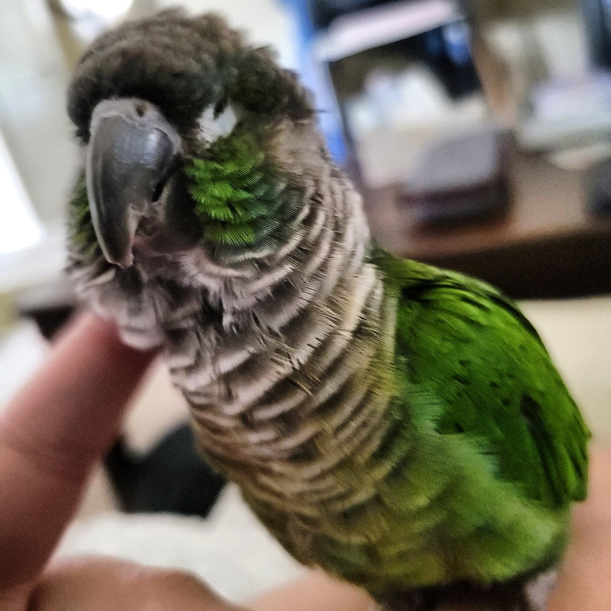BlushWolfCrafts's tweet photo. Petri came up and started rubbing her face on my finger! I got to give her exactly 5 scritches before she bit me. She's so freaking cute though. I'm excited to spend the week with her.
#Petri #conuresoftwitter https://t.co/2xsdyIipfh