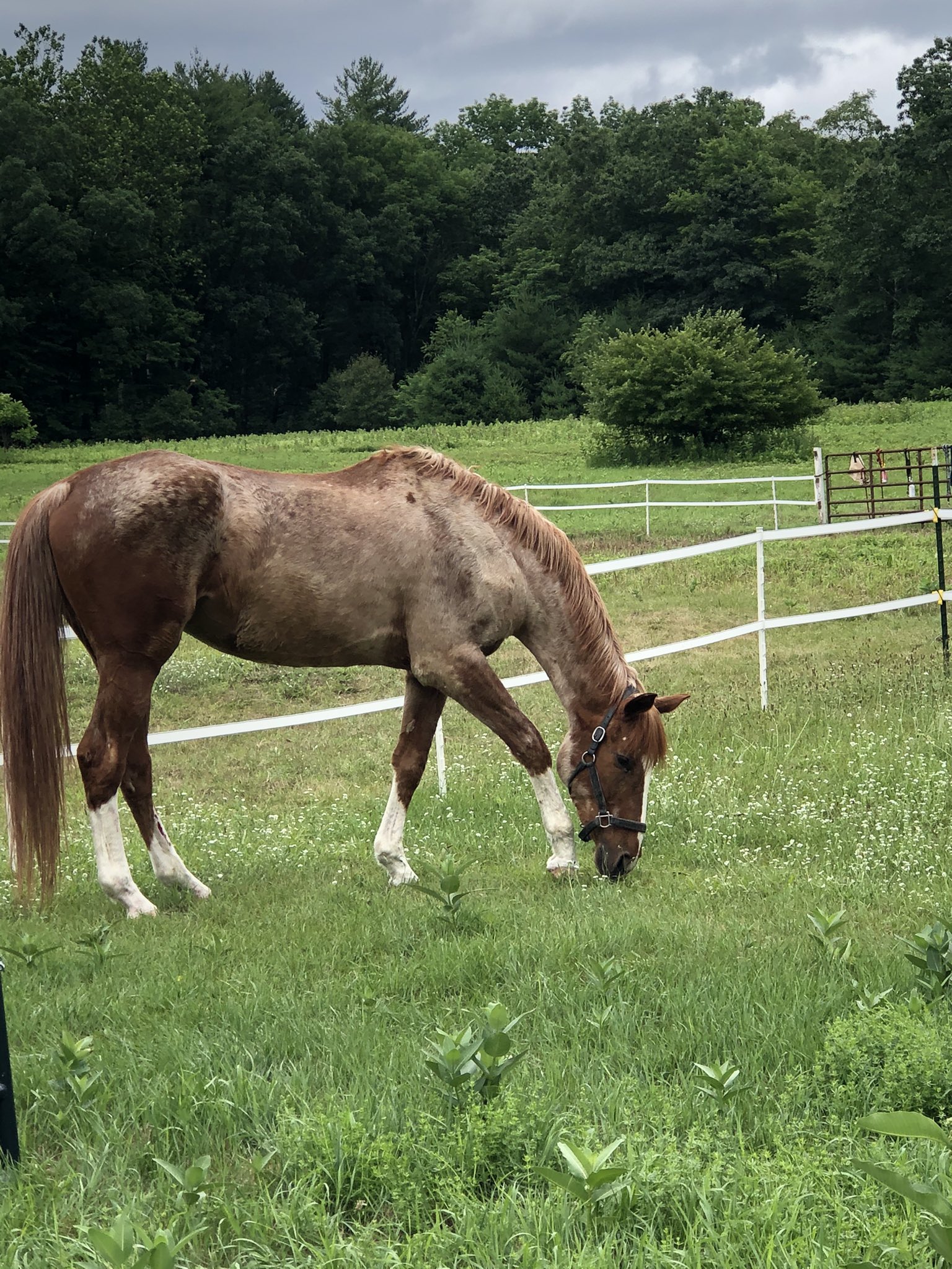 Pie o my from the Sopranos (@Pieomyisalive) / Twitter