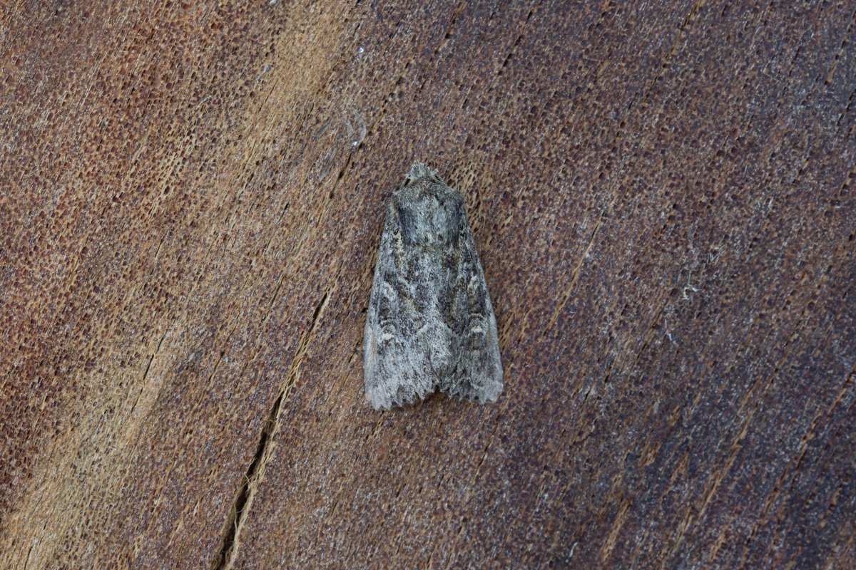 Gone moth blind with this @MothIDUK any thoughts most welcome