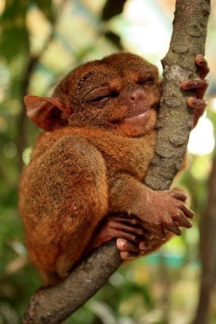 n Phillipynse nag apie.
The Phillipine Tarsier: a literal tree hugger, they hug trees for protection in the forest...
#PlantTreesPlantHope 🌲🌲🌳🌳