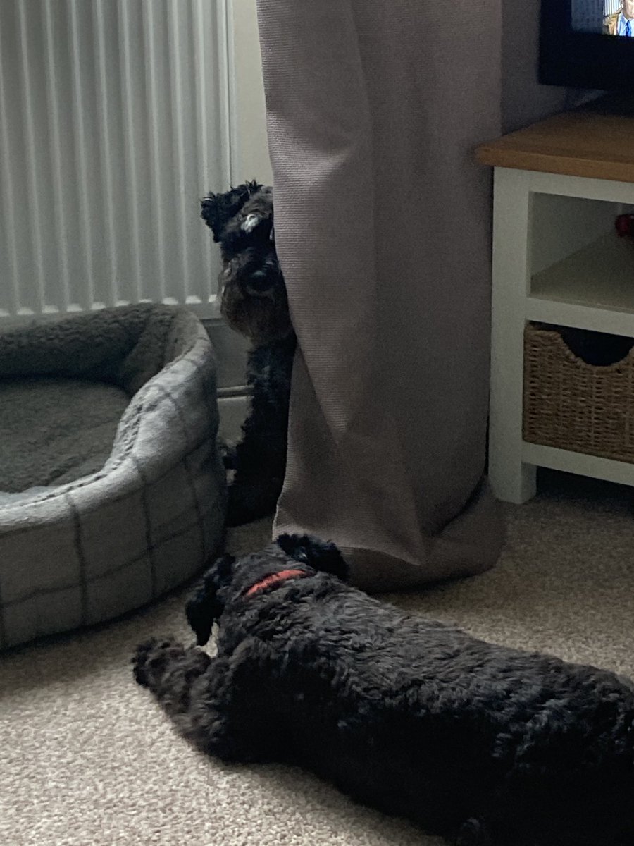 montymaclary's tweet photo. Think Freddie needs to improve his hide and seek technique ๐คฃ๐คฃ๐คฃ #WheresFred https://t.co/Ln4gDNQFmu