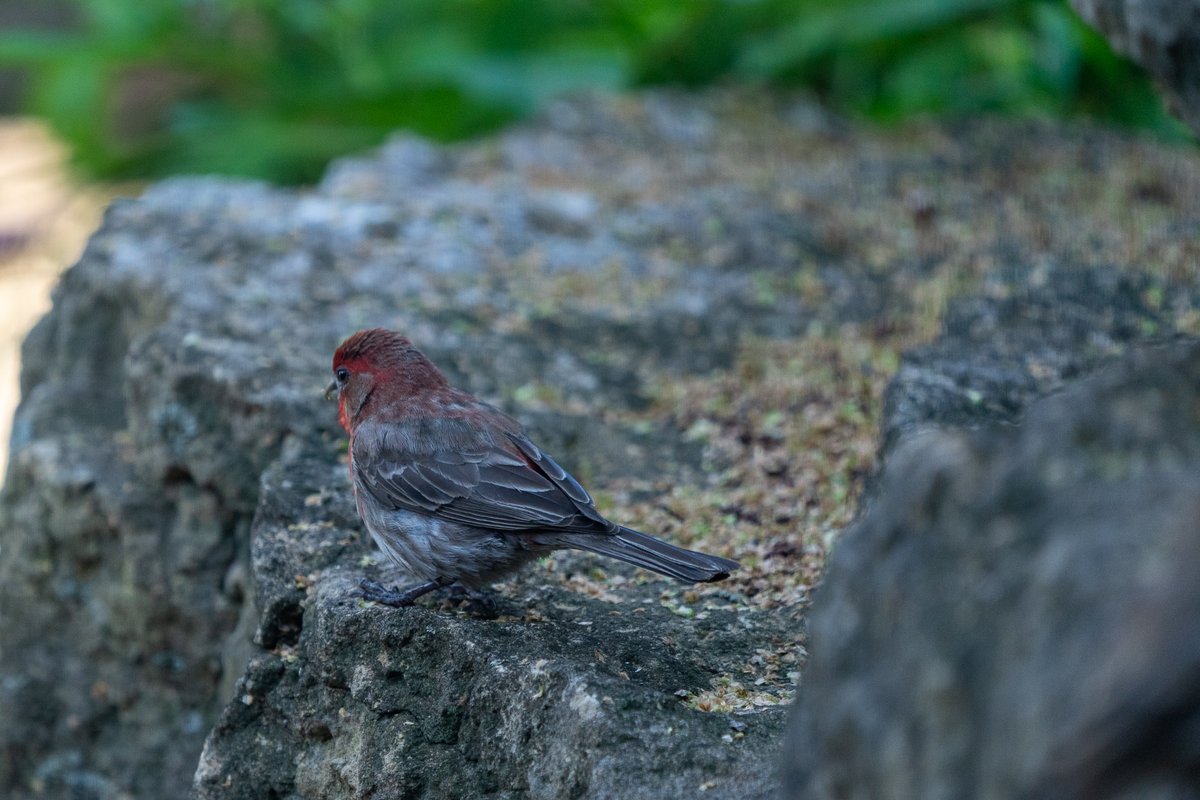 rhrwes's tweet photo. A male house finch having a brunch of birch seeds with his family and friends. Shot with a Sony A9 and 100-400 FE GM. #birdphotography https://t.co/pbpEogzrP6